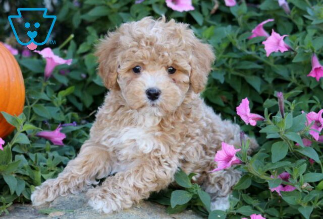 Baxter Bichpoo image