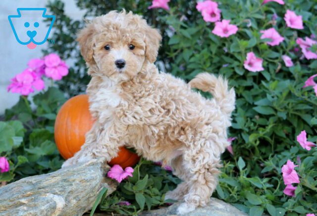 Baxter Bichpoo2 image