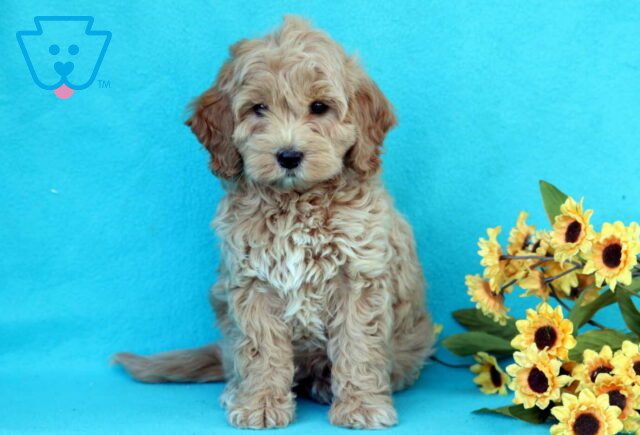 Bella Mini Goldendoodle image