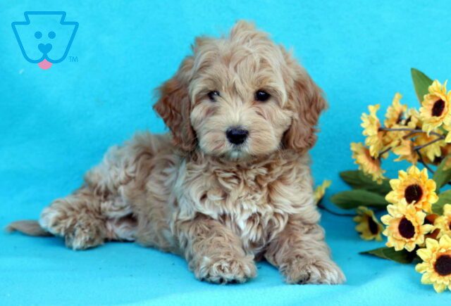 Bella Mini Goldendoodle2 image