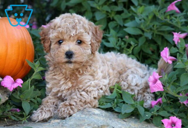 Benji Bichpoo image