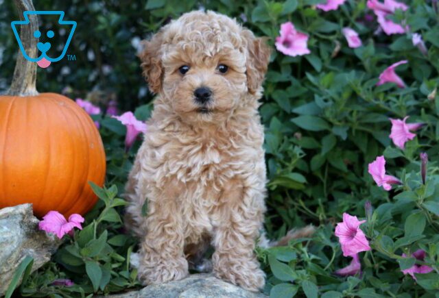 Benji Bichpoo2 image