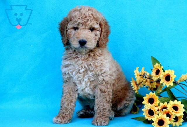 Benson Mini Goldendoodle image
