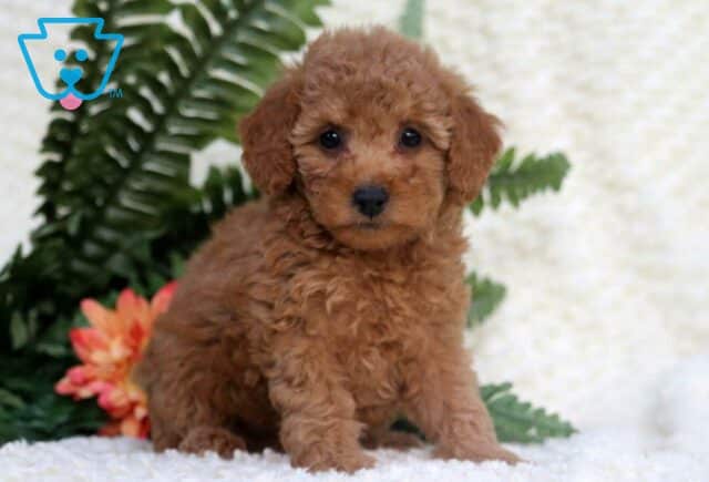 Bertha Toy Goldendoodle image