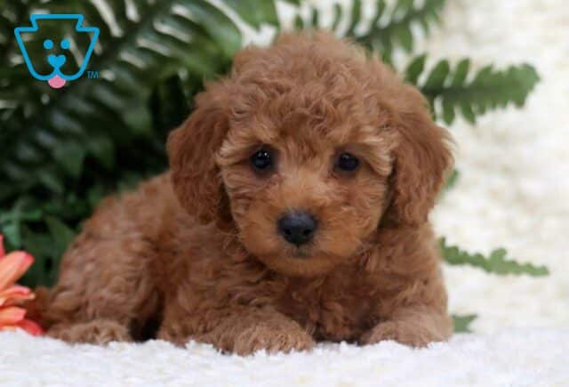 Bertha Toy Goldendoodle2 image