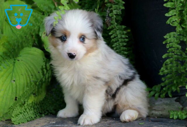 Biggie Mini Australian Shepherd image