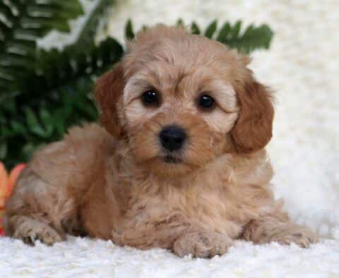 Brenda Toy Goldendoodle