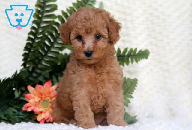 Brittany Toy Goldendoodle image