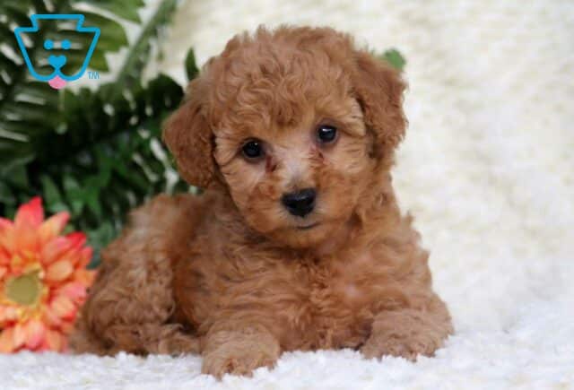 Brittany Toy Goldendoodle2 image