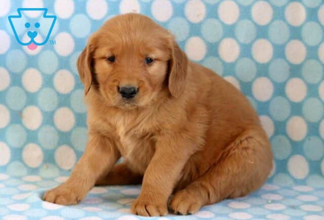 Bubba Golden image