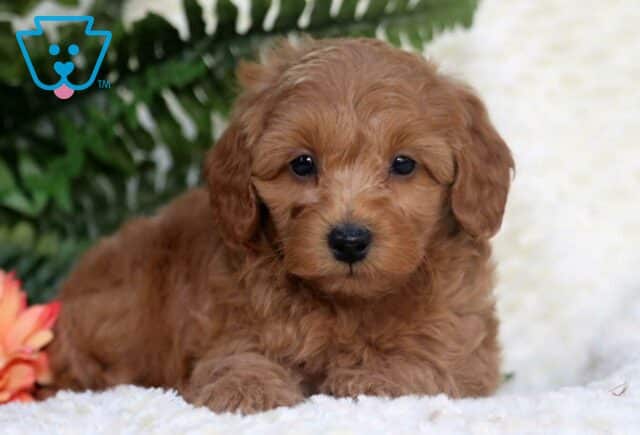 Buster Bear Toy Goldendoodle2 image