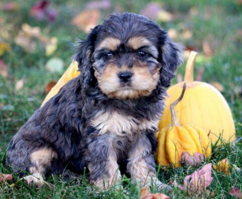 Candy Cockapoo