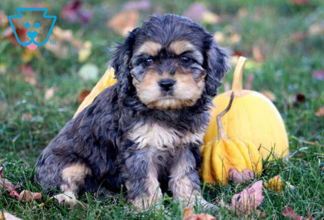 Candy Cockapoo image