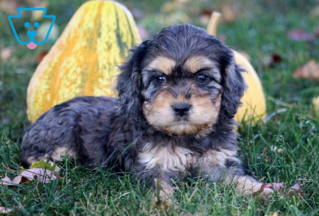 Candy Cockapoo2 image