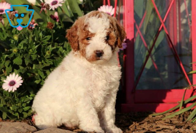 Candy Mini Goldendoodle image