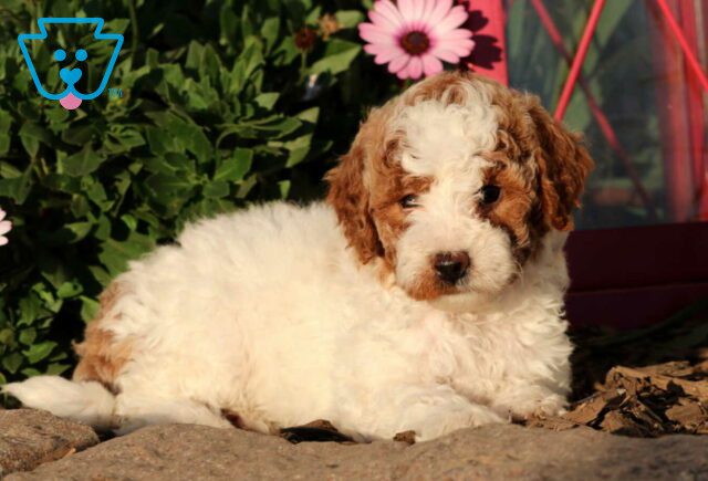 Candy Mini Goldendoodle2 image