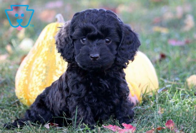 Cara Cockapoo image