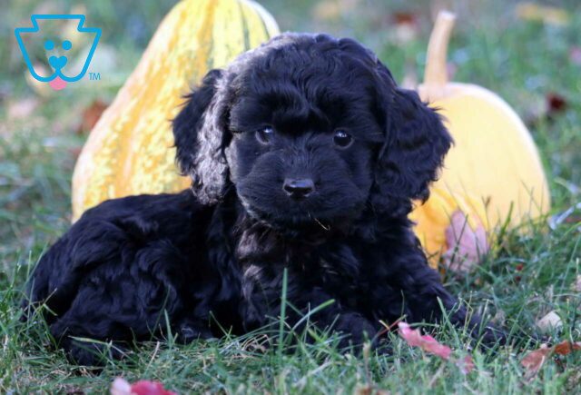 Cara Cockapoo2 image