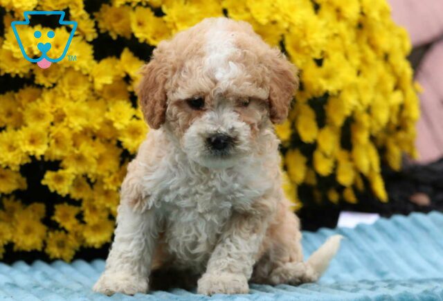 Caramel Cavapoo image