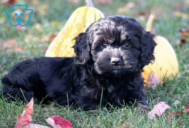 Charlie Cockapoo image
