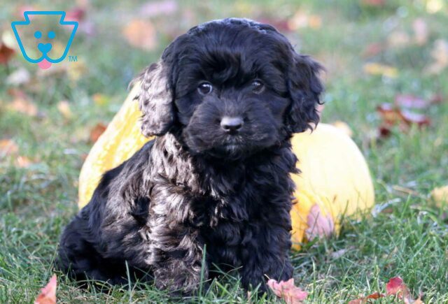 Charlie Cockapoo2 image