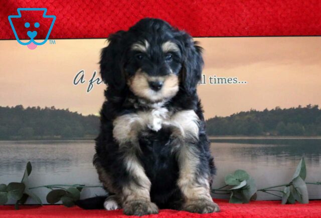 Charlie Mini Bernedoodle image