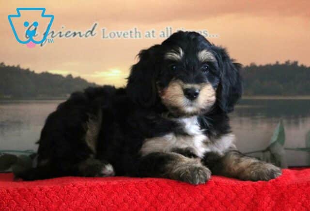 Charlie Mini Bernedoodle2 image
