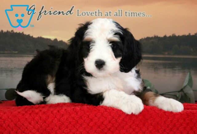 Charm Mini Bernedoodle image