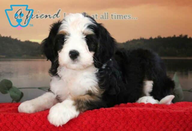 Charm Mini Bernedoodle2 image