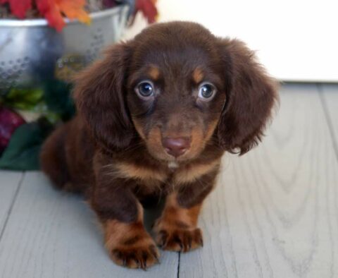 Cheerio Mini Dachshund