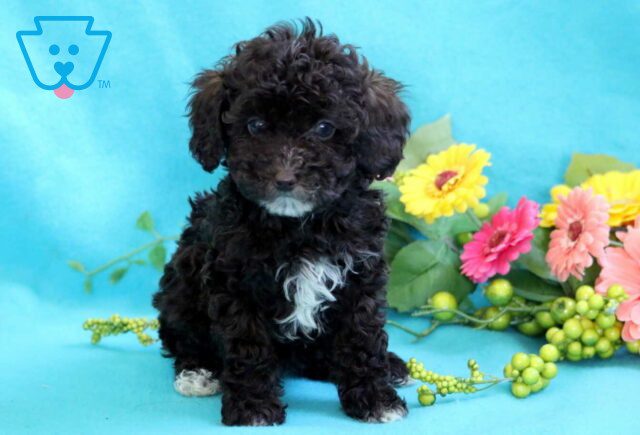 Chocolate Chip Mini Poodle image