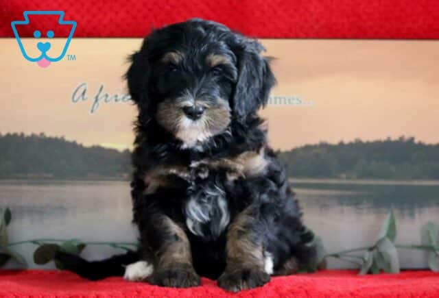 Coco Mini Bernedoodle image