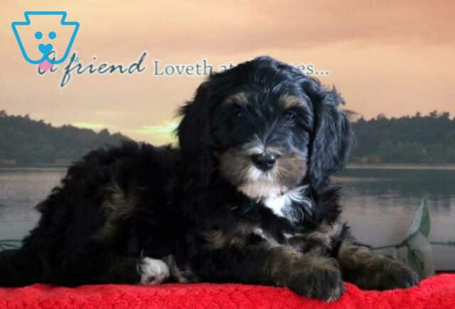 Coco Mini Bernedoodle2 image