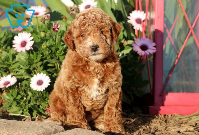 Comet Mini Goldendoodle image