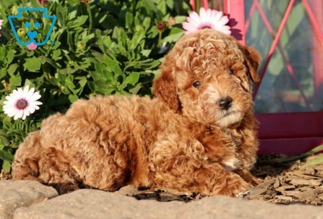 Comet Mini Goldendoodle2 image