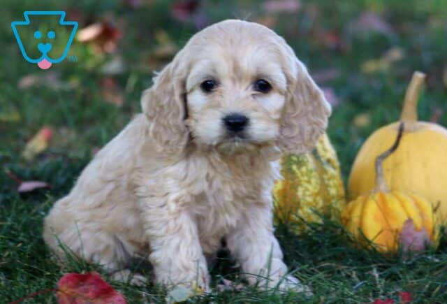 Cookie Cockapoo image