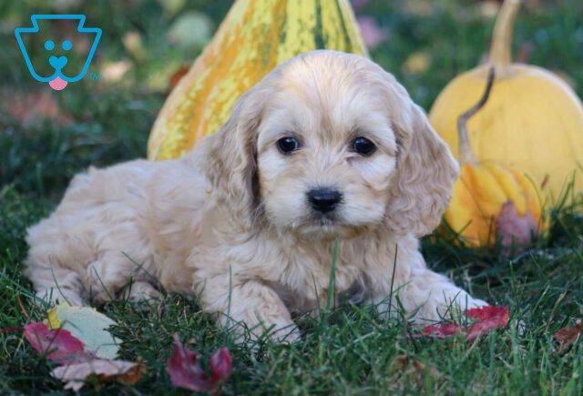 Cookie Cockapoo2 image