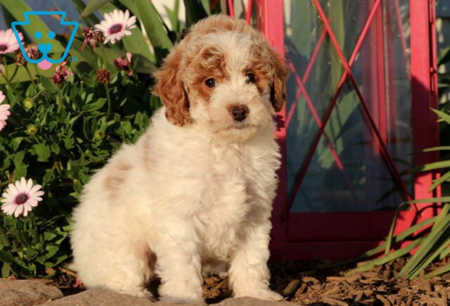 Cookie Mini Goldendoodle image