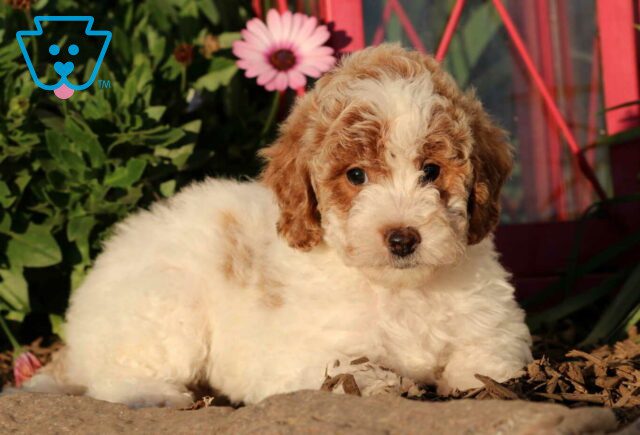 Cookie Mini Goldendoodle2 image