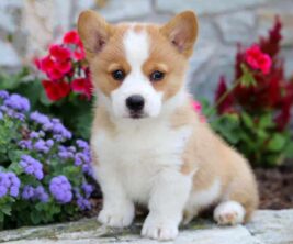 Pembroke Welsh Corgi