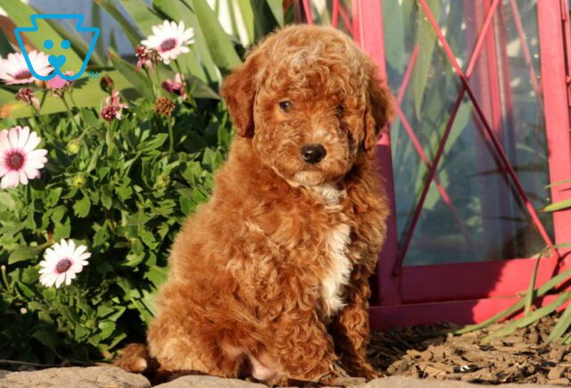 Cranberry Mini Goldendoodle image