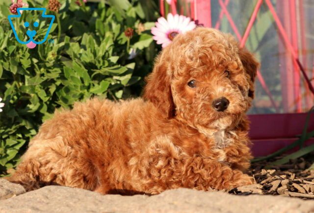 Cranberry Mini Goldendoodle2 image