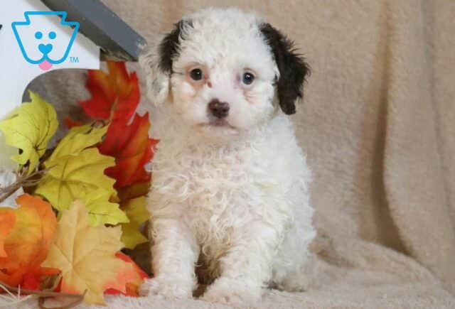 Demi Cavapoo image