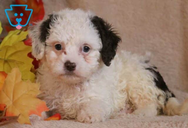Demi Cavapoo2 image