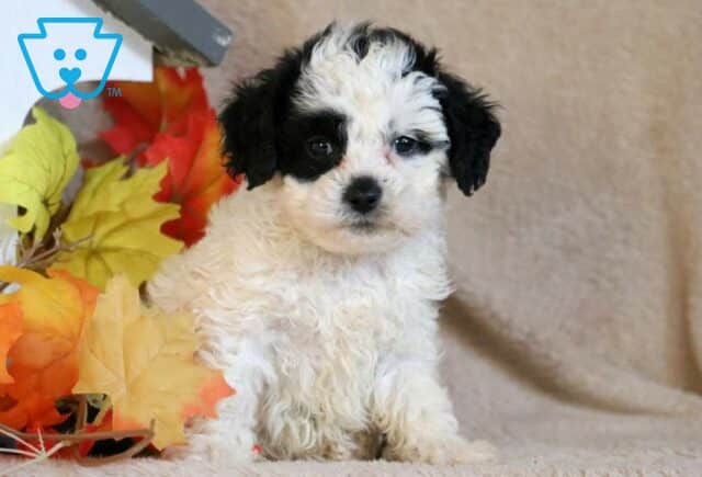 Dixie Cavapoo image