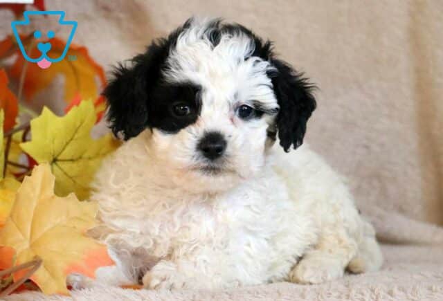 Dixie Cavapoo2 image