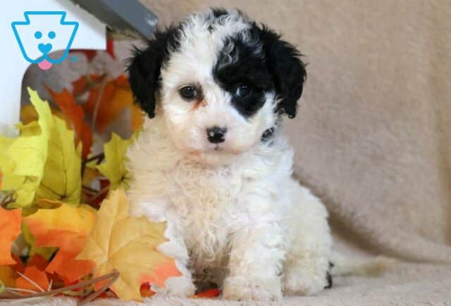 Dolly Cavapoo image