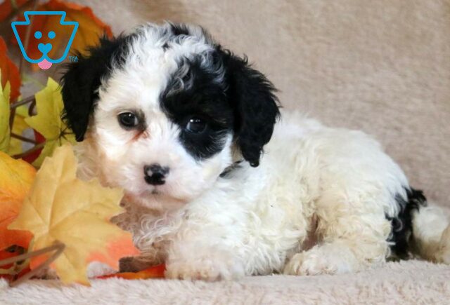 Dolly Cavapoo2 image