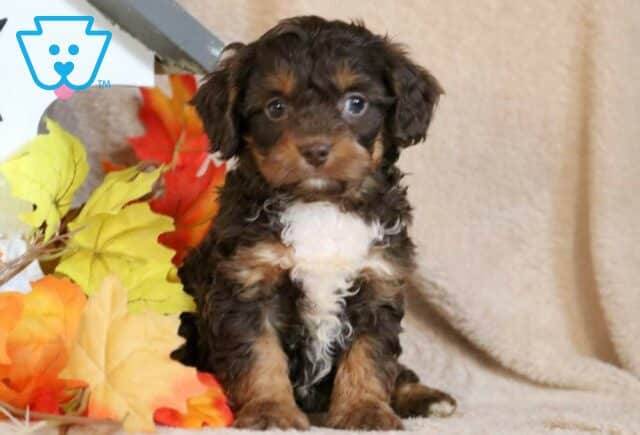 Dora Cavapoo image