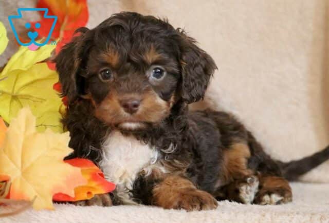 Dora Cavapoo2 image